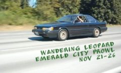 Wandering Leopard  Emerald City Prowl