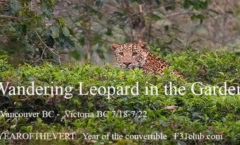 Wandering Leopard in the Garden, BC