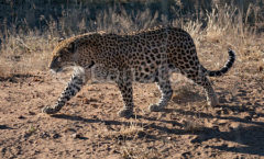 Wandering Leopard - Desert Leopard part 1 - (Don't ever take your car to Sakura Garage in AZ)