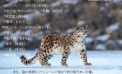 Wandering Leopard 2023